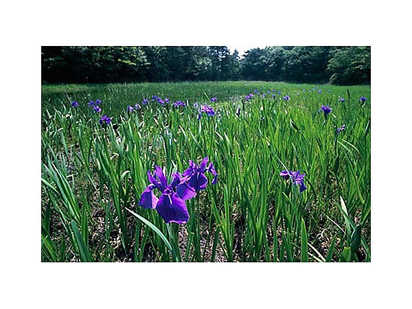 ぬの池のカキツバタ