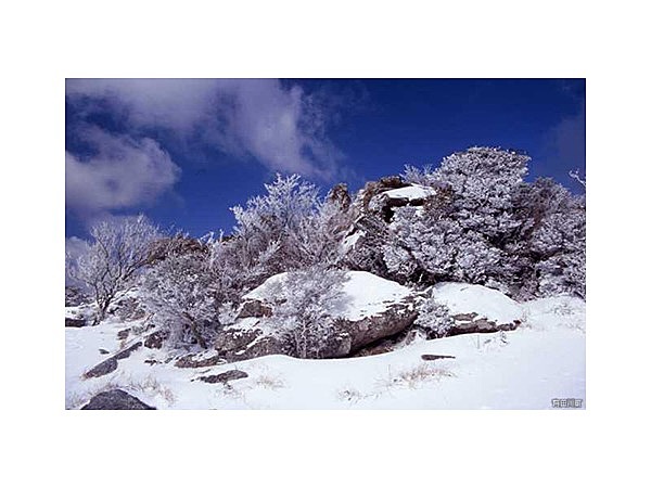 生石高原の 霧氷