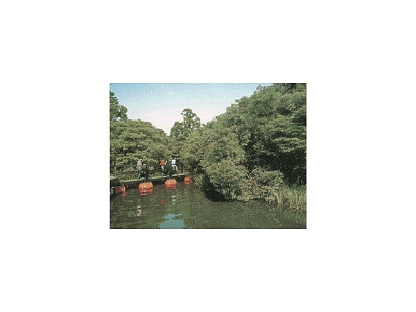 新宮藺沢浮島植物群落