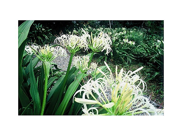 ハマユウ群生地