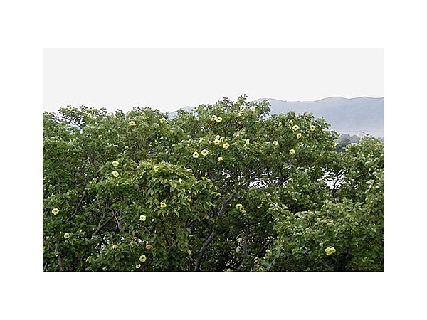 ハマボウの群生