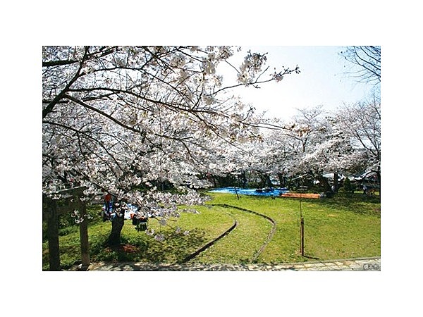 丸山公園の桜