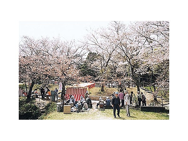 亀池公園の桜