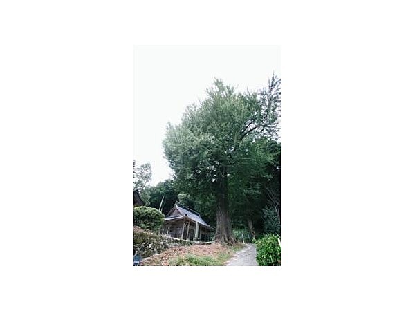 転法輪寺の大イチョウ