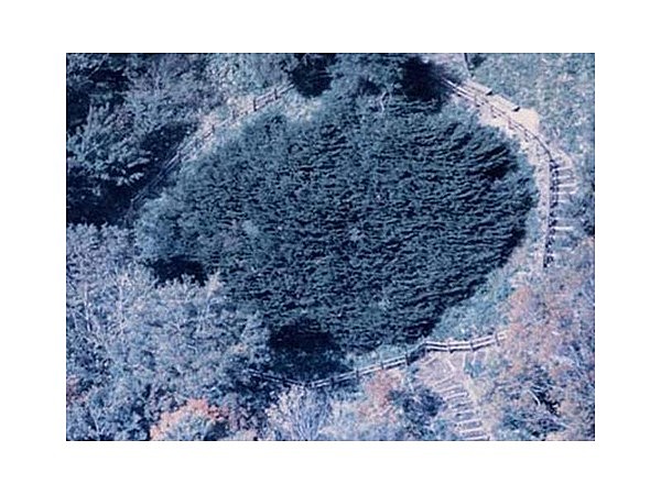 船通山のイチイ