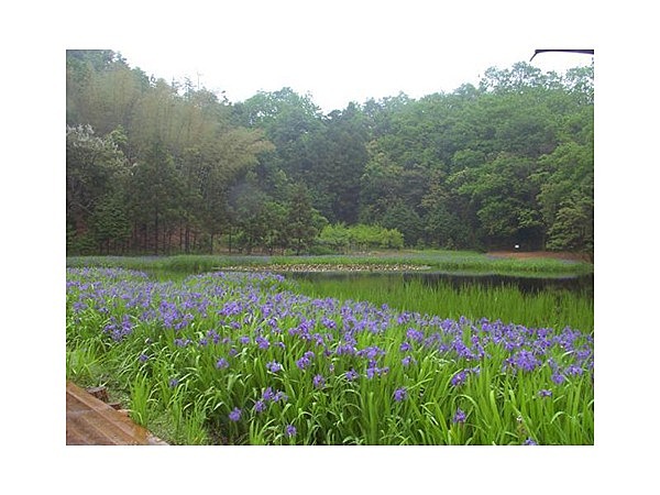 町花満喫コース