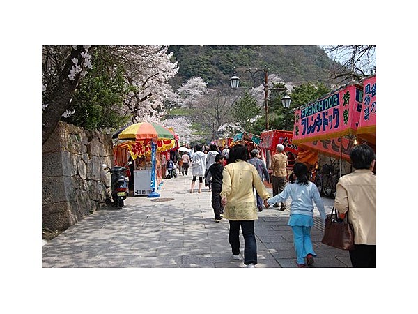鳥取城跡の桜