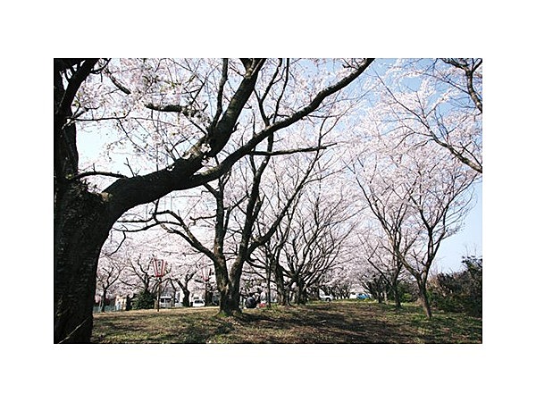 鳥取牧場（正門前桜並木）