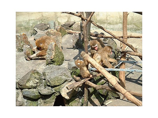 打吹公園 小動物園