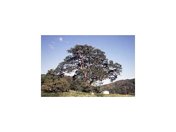 大元神社跡の樟