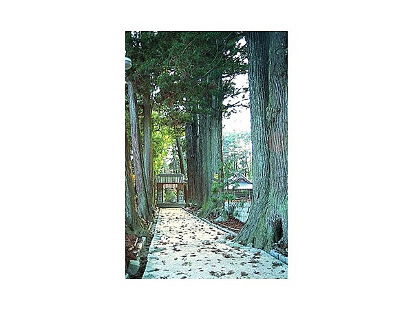 諏訪神社参道杉並木