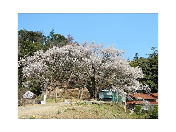 三隅大平桜