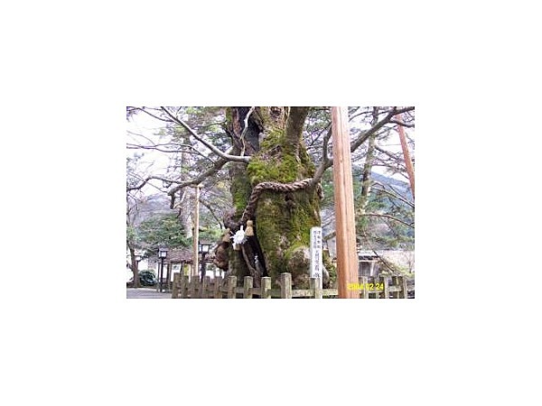 弥栄神社のケヤキ