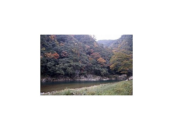 大魚渓カシ群生林