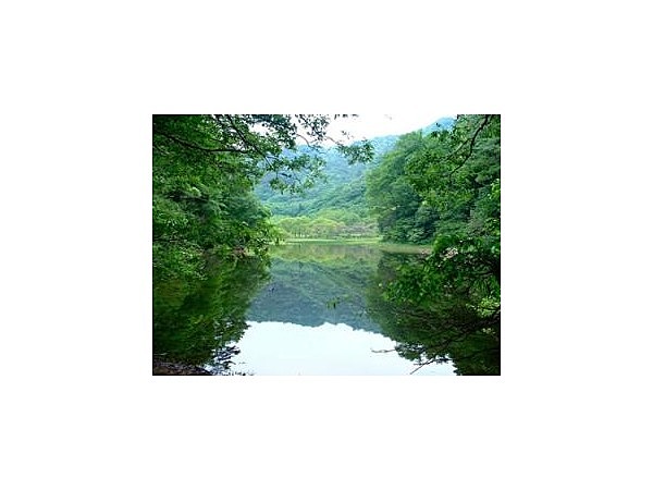 地倉沼のモリアオガエル