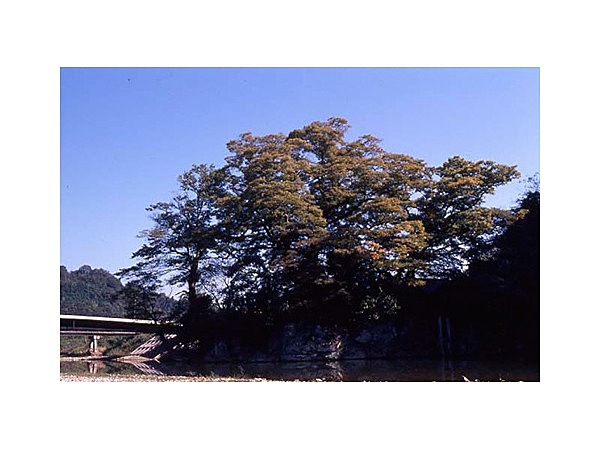 今田水神大ケヤキ