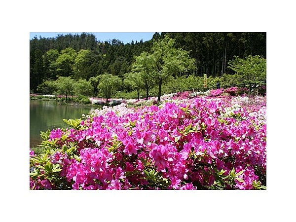 亀の原水鳥公園