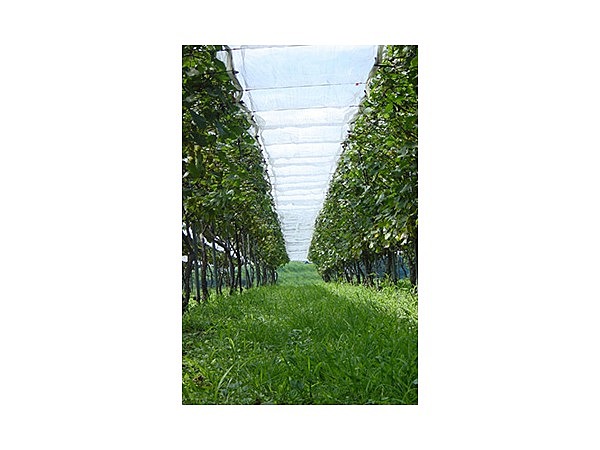 木次乳業ぶどう園