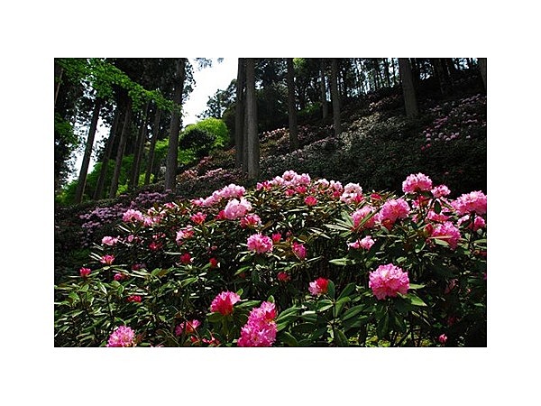 村上家隠岐しゃくなげ園