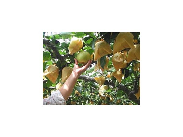 西中津梨狩組合