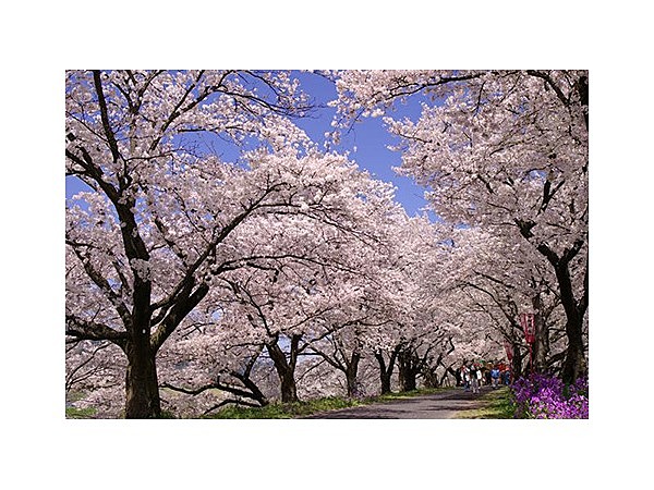 斐伊川堤防桜並木