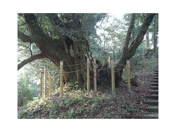 佐世の森のシイ