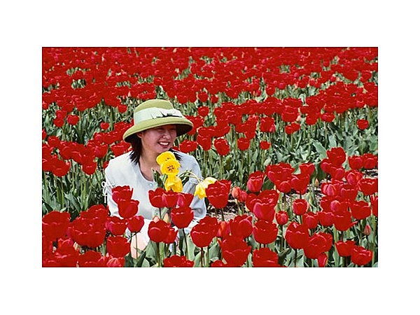 伯太のチューリップ