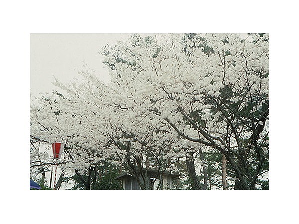 一の谷公園の桜