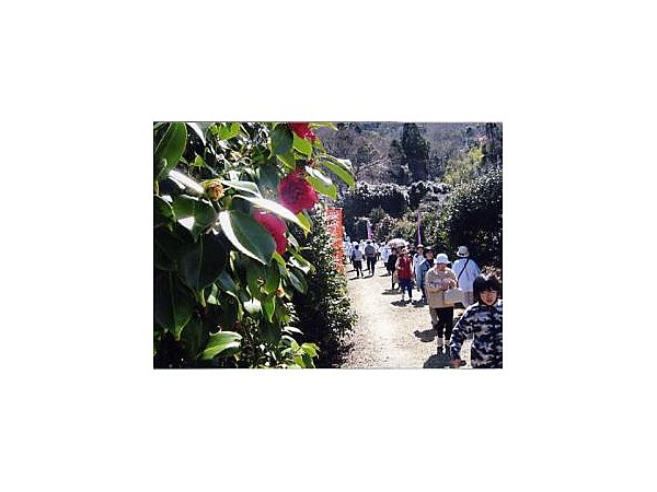 島の星山椿の里公園