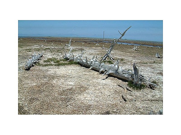 野付半島のトドワラ