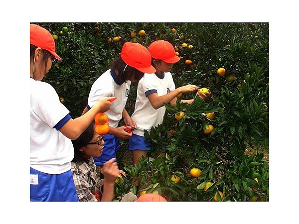 日生諸島みかん狩り