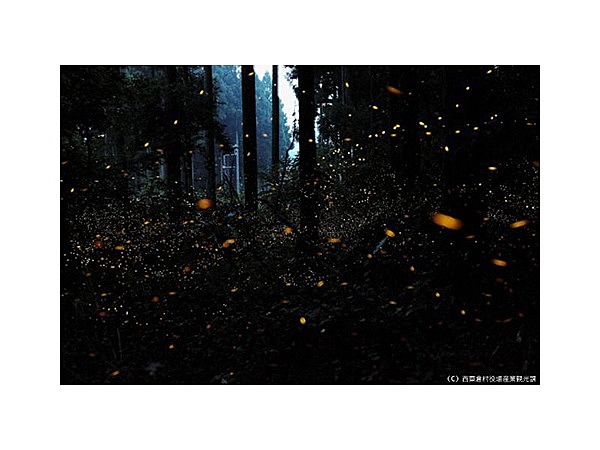 ヒメボタル生息地(大茅スキー場付近~若杉天然林駐車場付近)