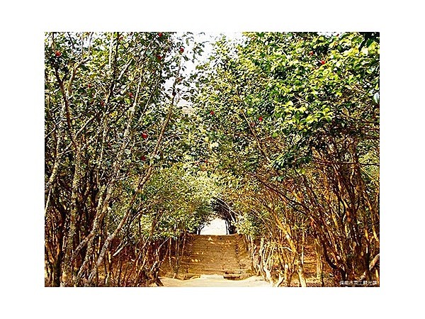 閑谷神社のツバキ