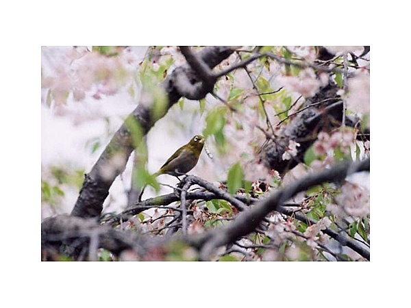 たけべの森公園の野鳥の森