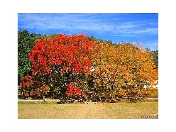 閑谷学校楷の木