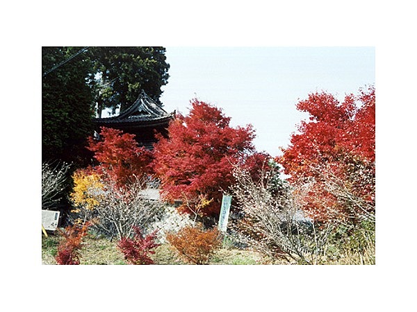 普門寺の四季桜と紅葉