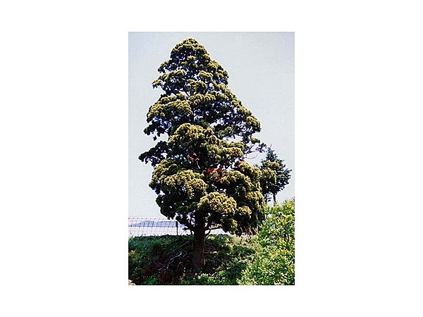 下長田の黄金杉