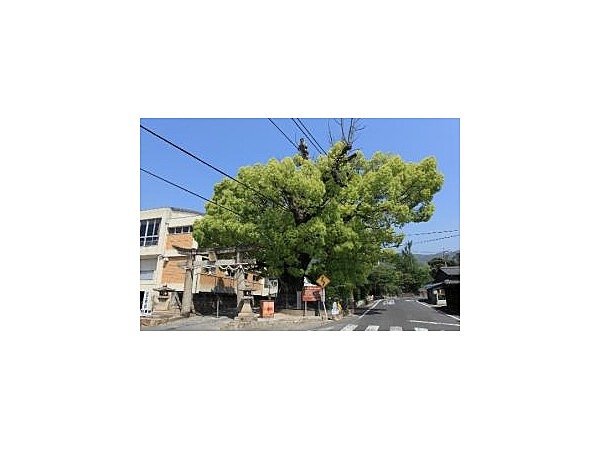 安倉八幡のクスの木