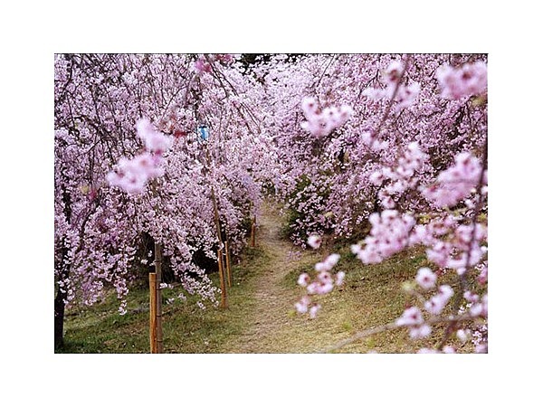 たけべの森公園の桜園