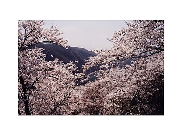 三休山の桜