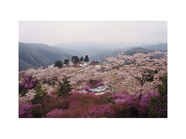 三休山のツツジ