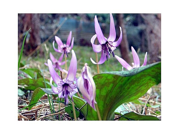 幕谷カタクリ群生地