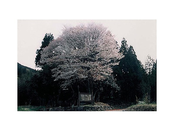 黒岩の山桜