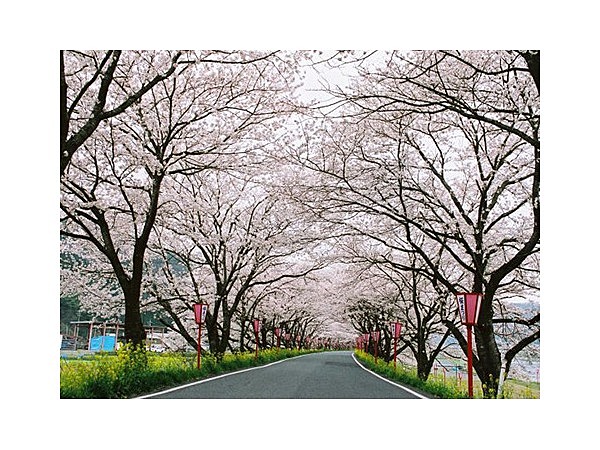 久世トンネル桜