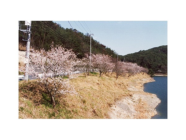 尾坂の桜