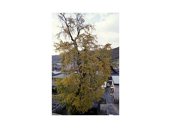 遍照寺のしだれいちょう