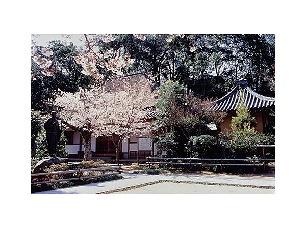 円通寺公園の桜・ツツジ