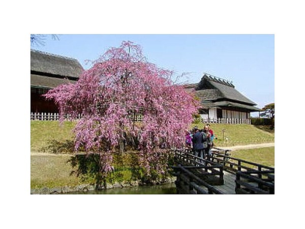 後楽園の梅・桜・ツツジ