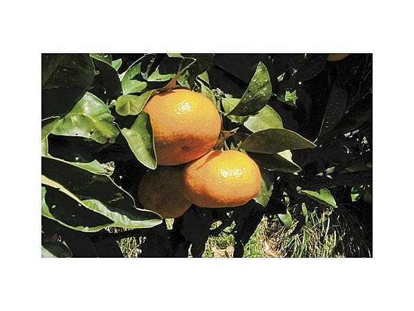 亀田農園みかん狩り