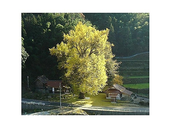 香淀の大イチョウ